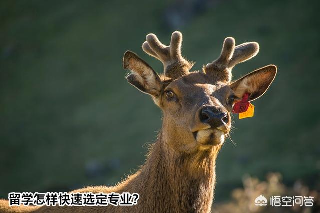 2019高考后留学新西兰，专业太多“很上火”，怎样快速选定专业？