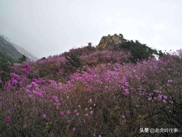 这些小留学生将来会给国家带来什么贡献？